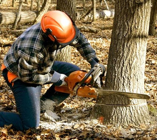 Tree Removal in Freeport, MI